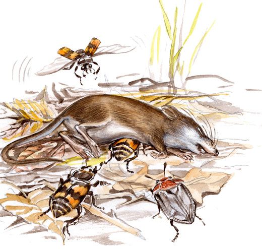 Burying beetles raise their young on the carcasses of dead animals 