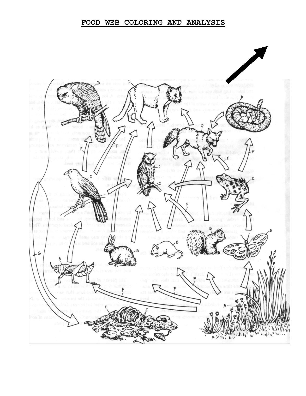 Food chain clipart black and white 