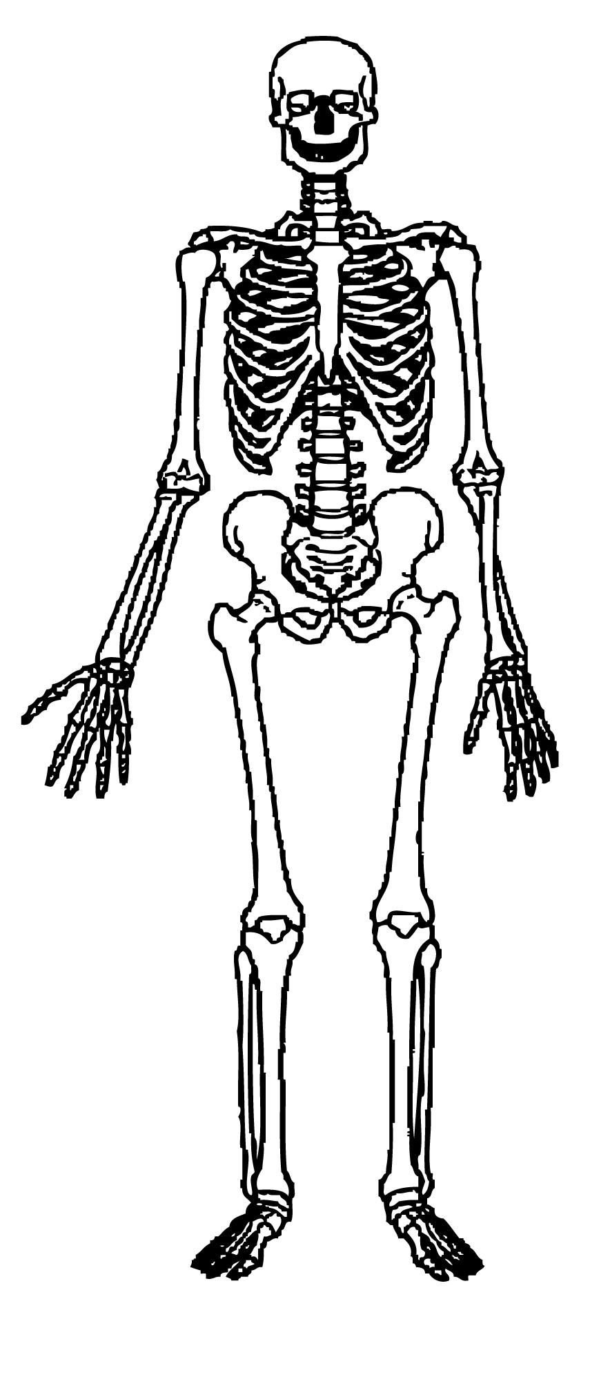 Human body skeleton clipart 