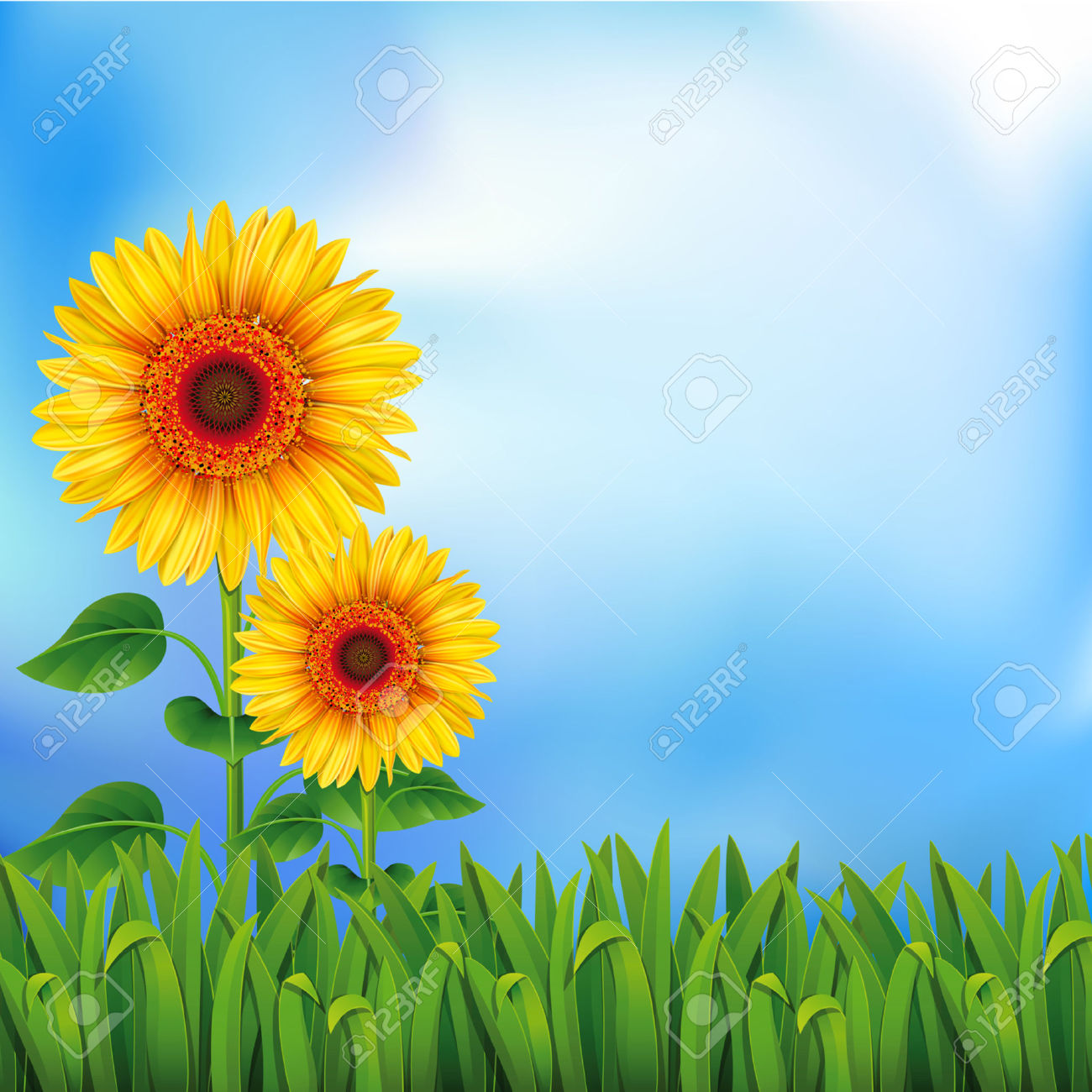 sunflower clip art free download - photo #37