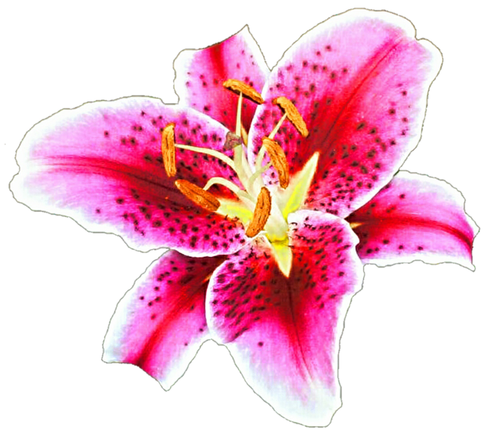 Stargazer lily clipart 