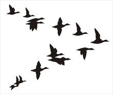 Free Stock Photo: Illusted silhouette of ducks flying*vector 