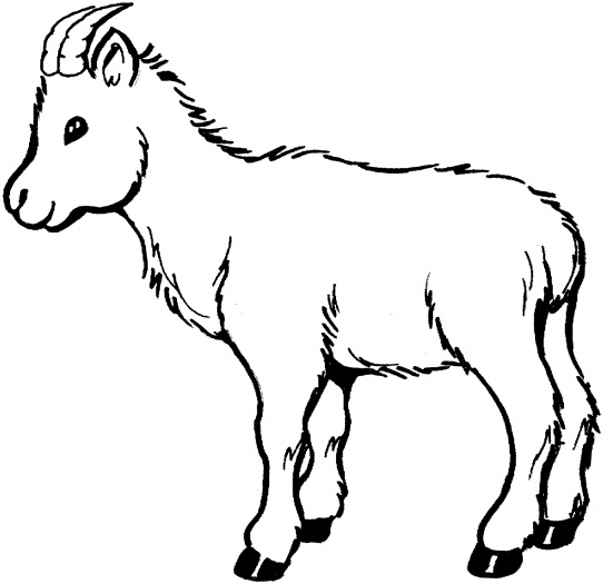 Baby Goat Clipart 