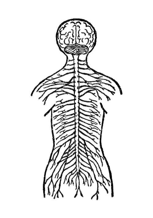 Free Nervous System Cliparts, Download Free Nervous System Cliparts png