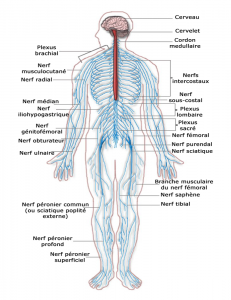 Central Nervous System Diagram Black And White : Biology and Behavior