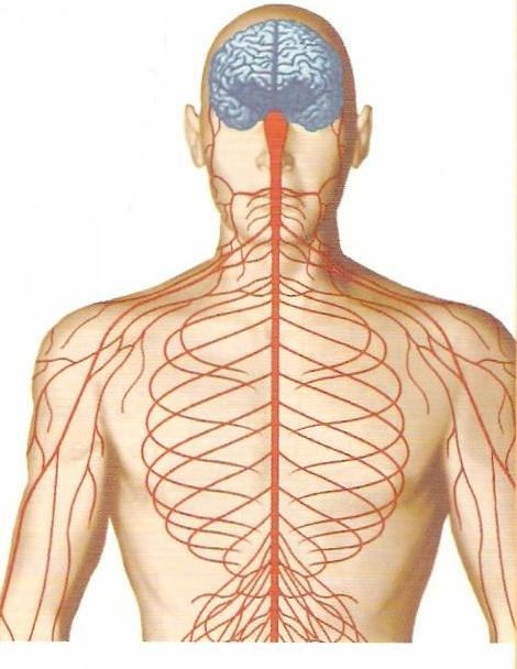 Free Nervous System Cliparts, Download Free Nervous System Cliparts png
