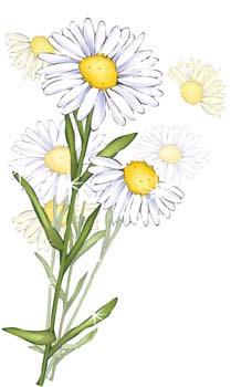 Vintage Daisy Clip Art � Clipart Free Download 