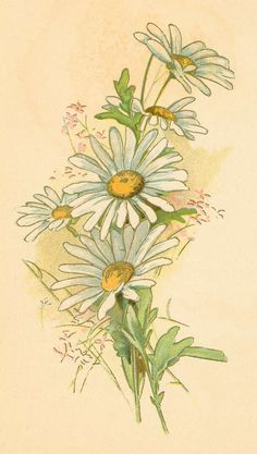 vintage daisy image, free digital floral graphics, cluster of 