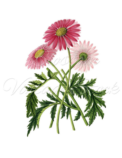 Daisy Clipart, Pink Flowers Botanical Illustration, Vintage Flower 
