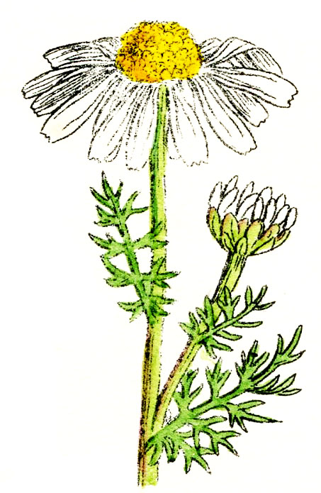 Vintage Daisy Flower Clipart 