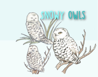 Snowy owl clipart 