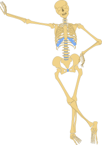 Human Skeleton Outline Clip Art at Clker 