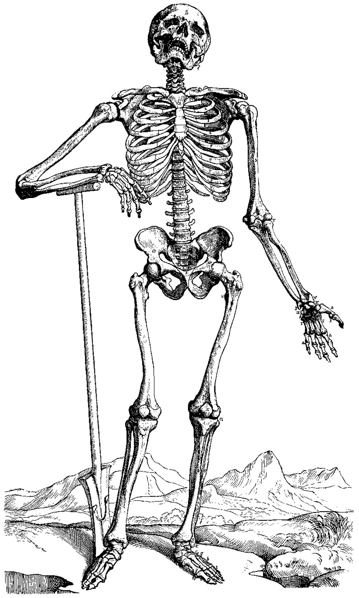 free-fun-skeleton-cliparts-download-free-fun-skeleton-cliparts-png