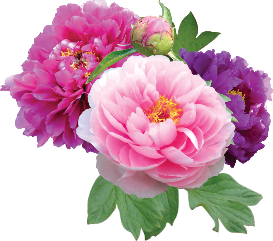 Free Peonies Flower Cliparts, Download Free Peonies Flower Cliparts png