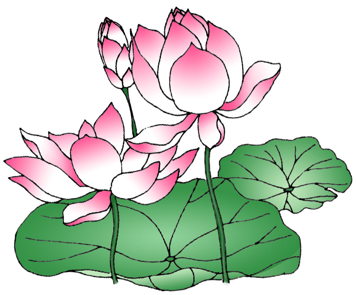 Lotus Flower Drawing Clipart 