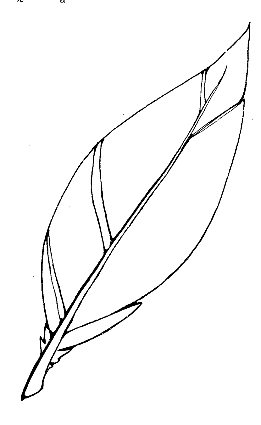 Free Feather Outline Cliparts Download Free Feather Outline Cliparts 