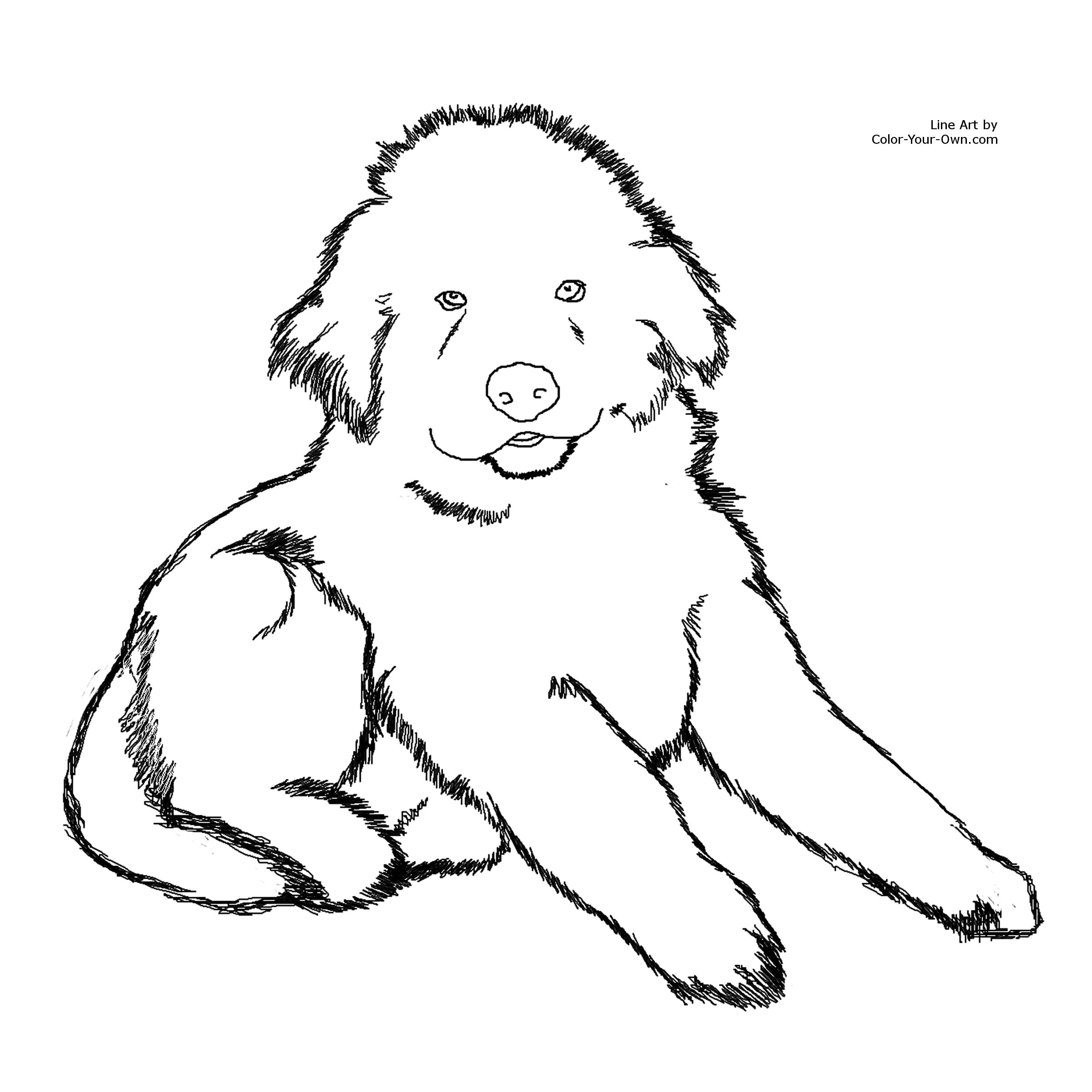 New Coloring Page Newfoundland Dog And Puppy Page Blog Of Puppies 