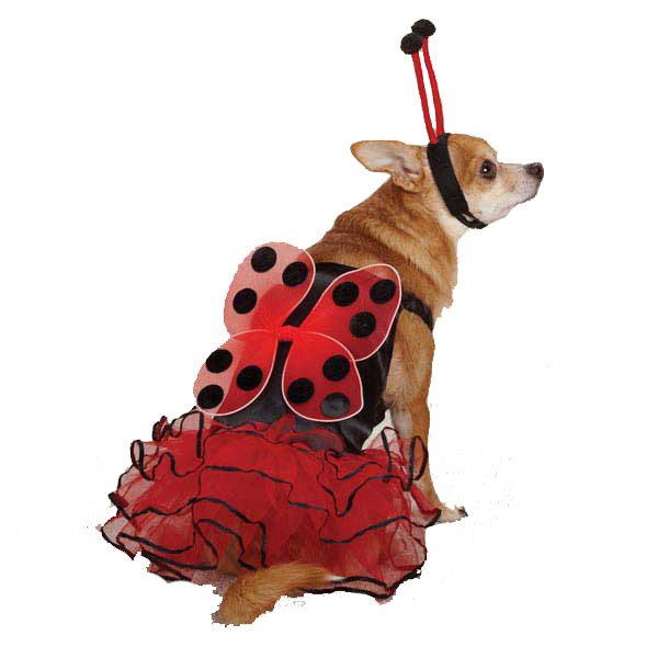 Lady Bug Costume Casual Canine Lucky Bug Dog Costume 1 Jpg 