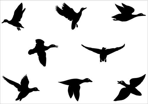 Flying Duck Silhouette 