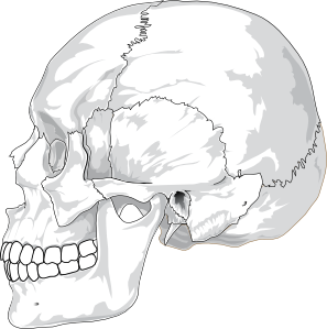 Human Skull Side View Clip Art at Clker 