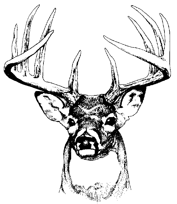 Whitetail deer clip art 