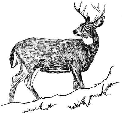 Whitetail deer image clipart 