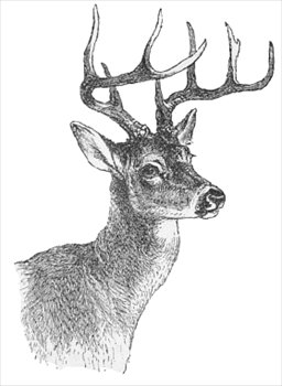 Free Deers Clipart 