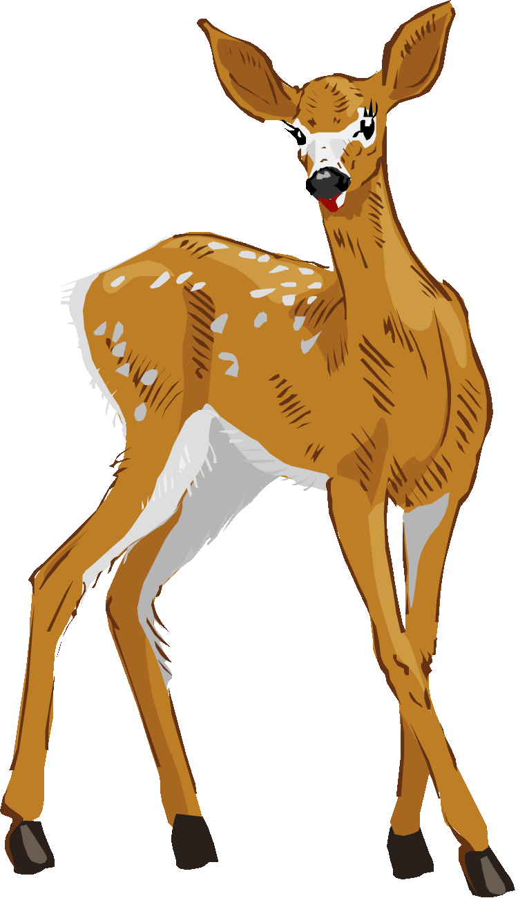 White Tailed Deer Clipart 