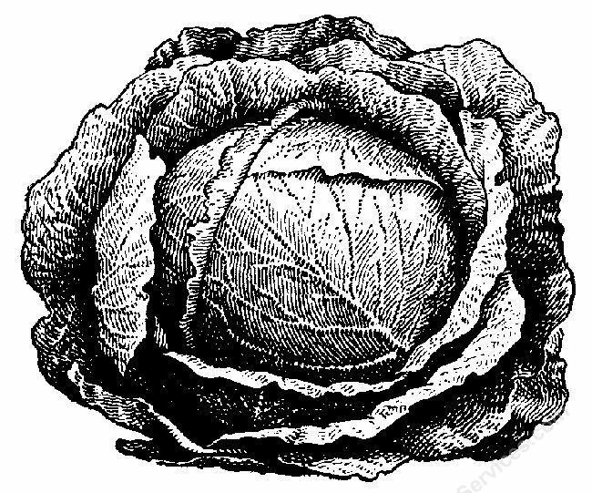 cabbage 
