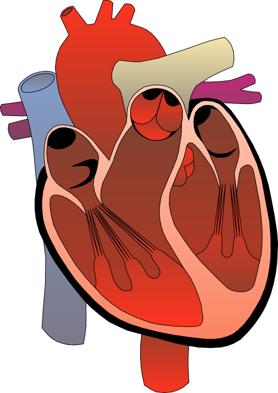 animated clipart of beating heart