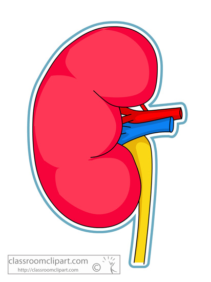 Free Kidney Disease Cliparts, Download Free Kidney Disease Cliparts png  images, Free ClipArts on Clipart Library