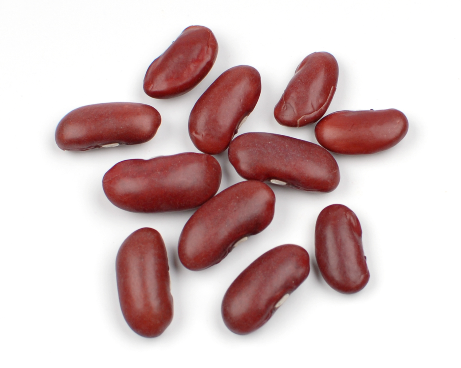 Free Pinto Beans Cliparts, Download Free Pinto Beans Cliparts png
