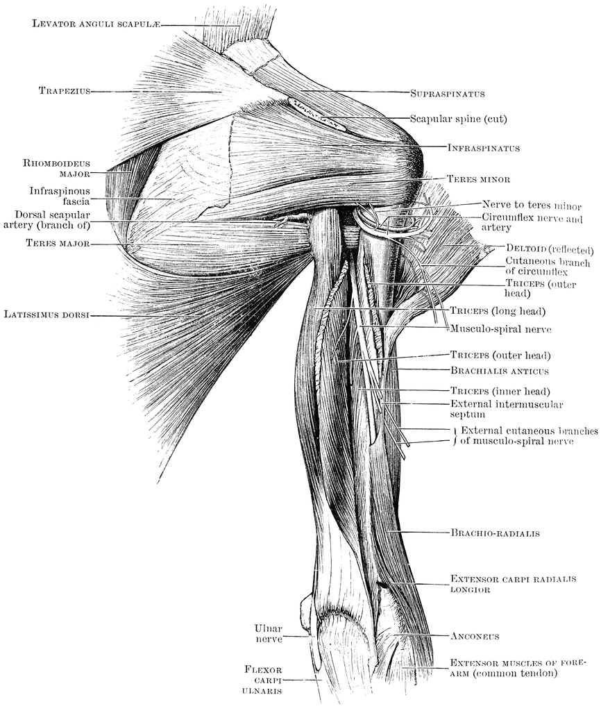 Shoulder Muscles Diagram / E153 Shoulder Anatomy Shoulder Blade Muscles