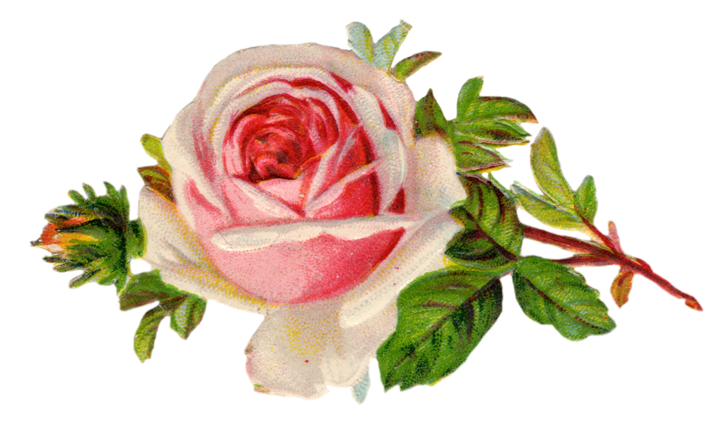 Vintage Roses Image 