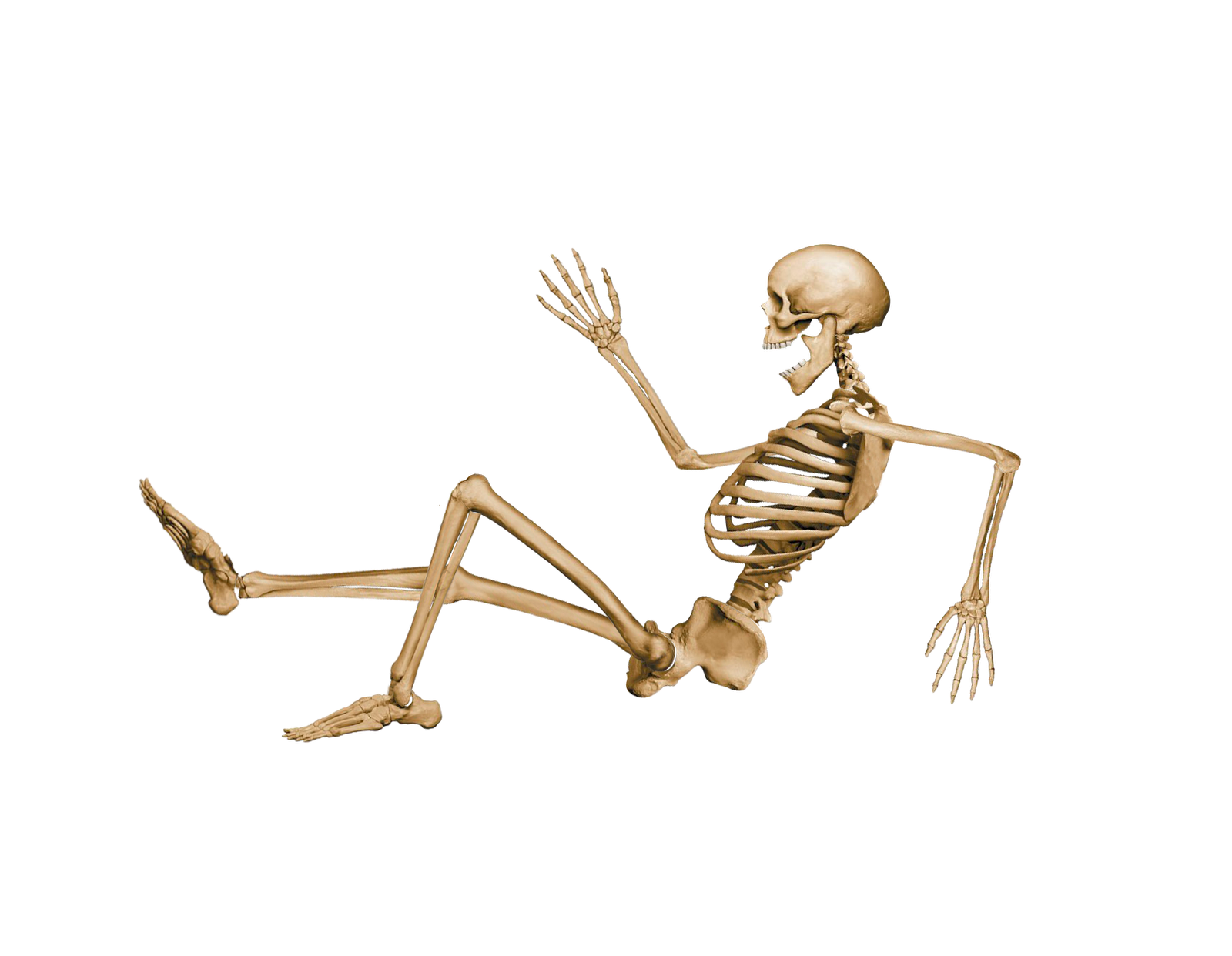 Sitting skeleton clipart 