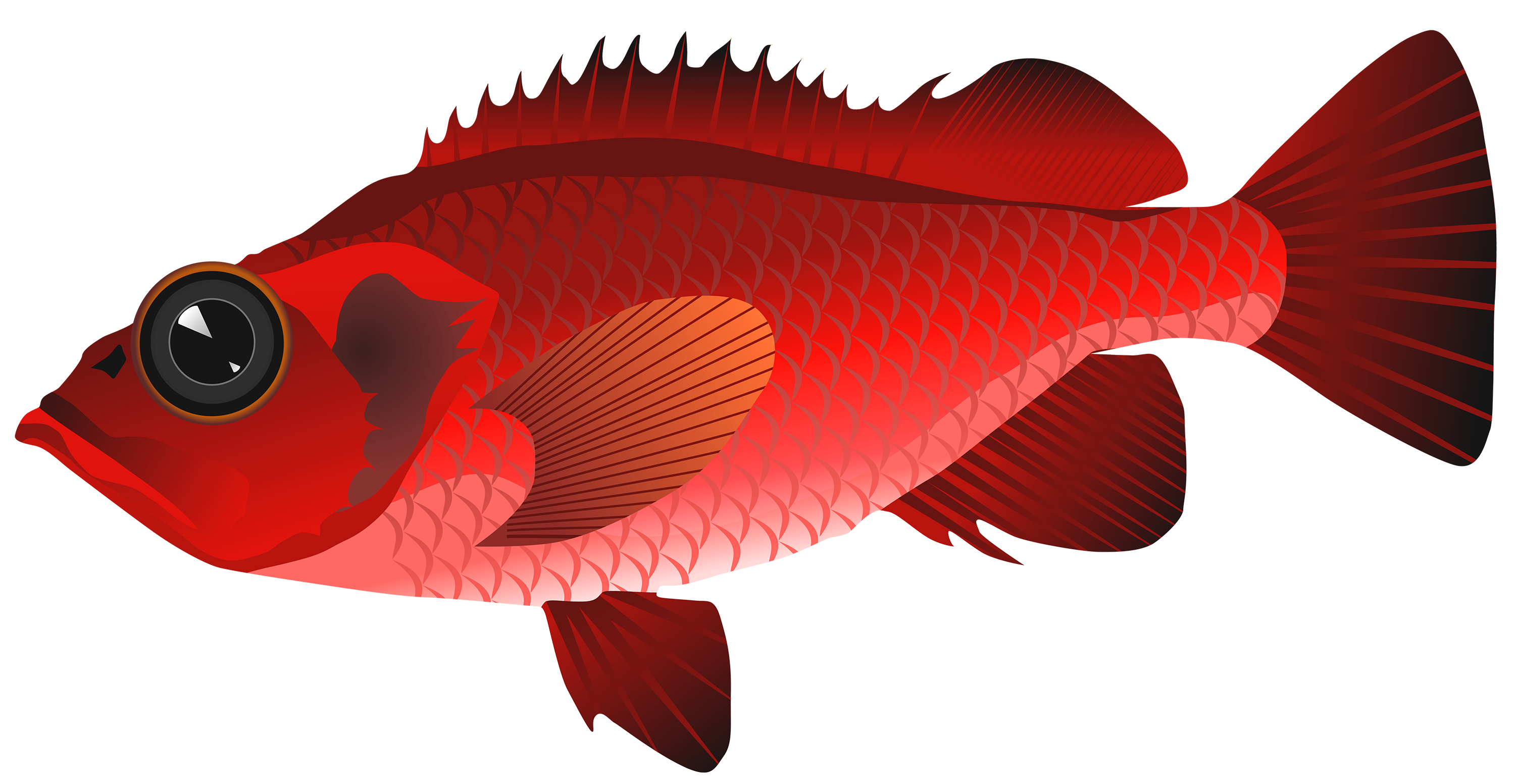 Cute red fish clipart 