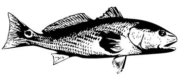 Red Drum Fish Clipart 