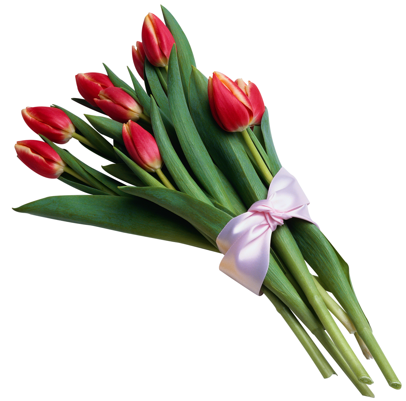 Bouquet of Red Tulips Transparent PNG Picture 