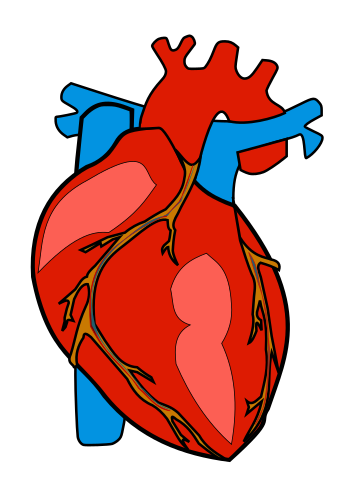 Real human heart clipart 