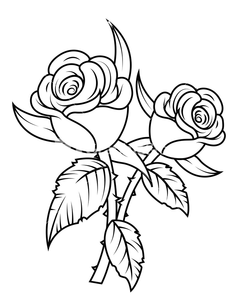 Rose Flowers Clipart 