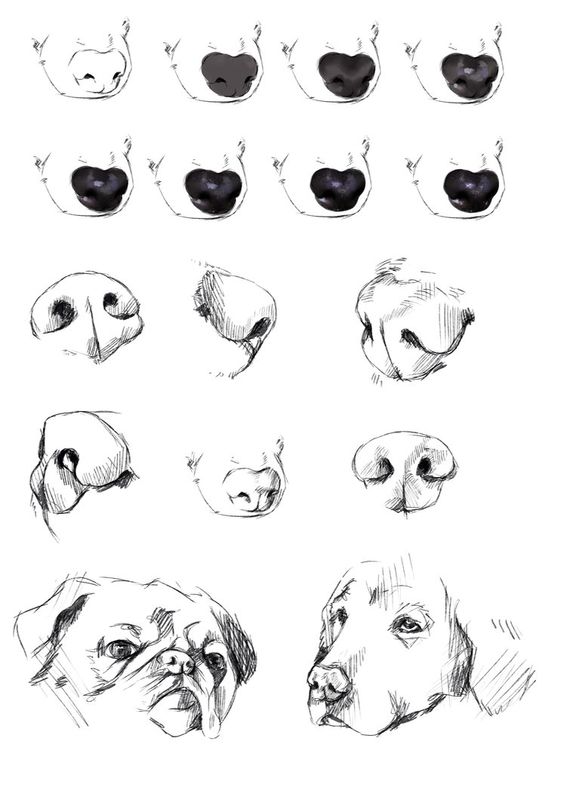 Animal nose clipart 