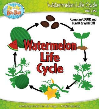 Watermelon Life Cycle Clipart Set 