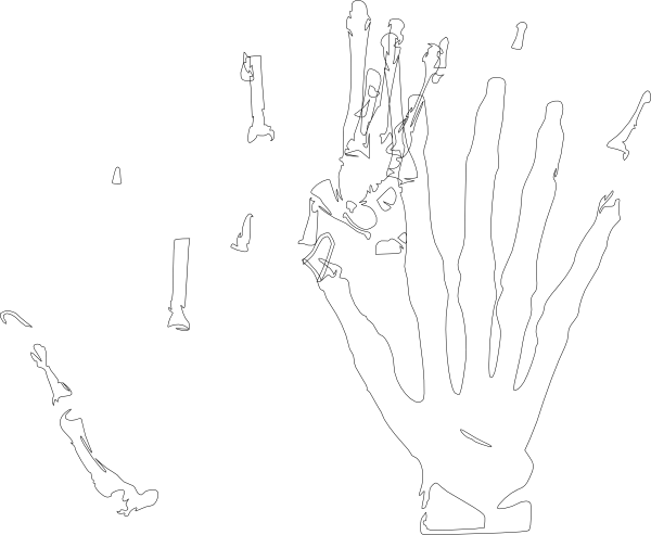 Skeleton Hand White Clip Art at Clker 