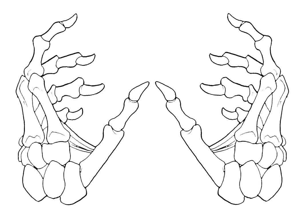 Model : Skeleton Hand 