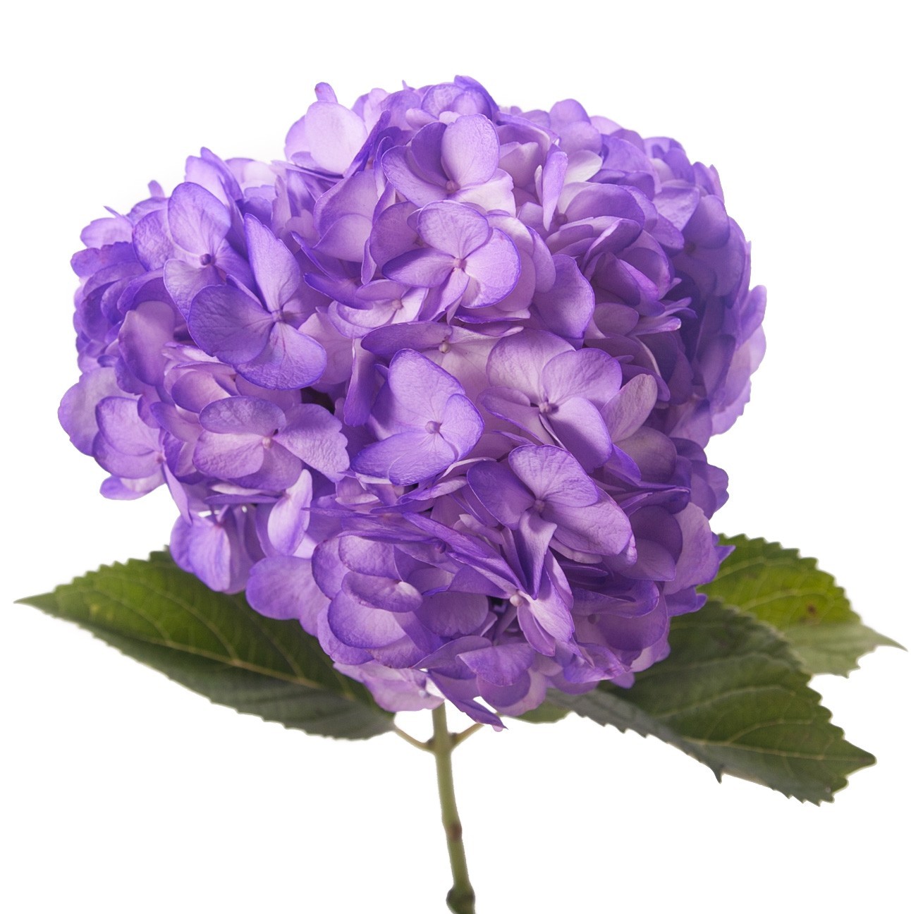 Free Purple Hydrangea Cliparts, Download Free Clip Art, Free Clip Art