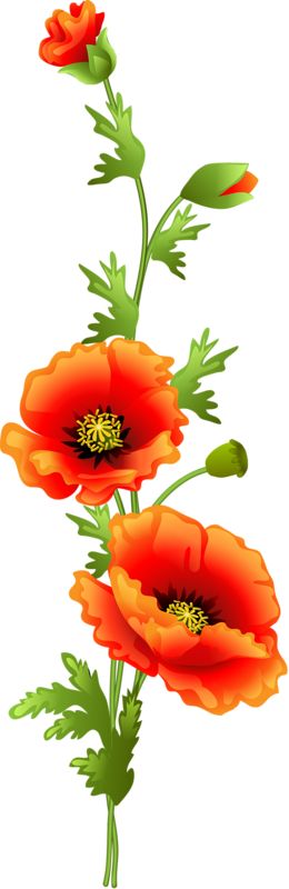 Free Red Poppy Cliparts, Download Free Red Poppy Cliparts png images