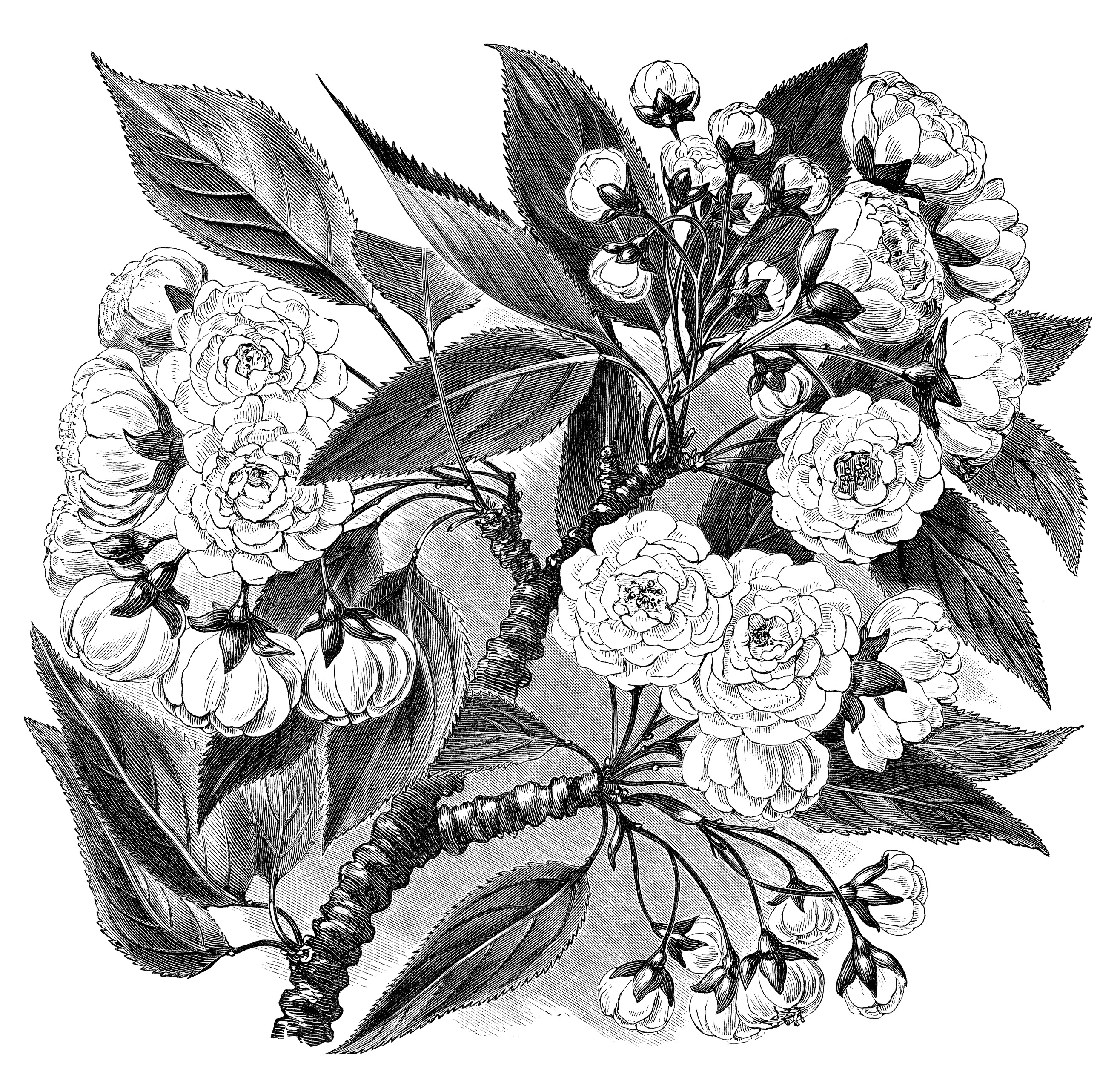 Vintage Flower Drawing Black And White