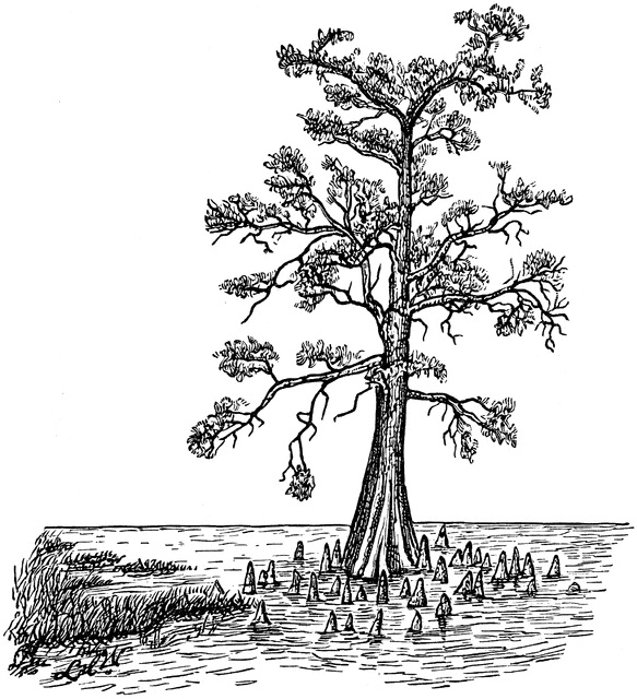 Swamp tree clipart 