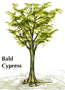 27+ Bald Cypress Tree Clipart 