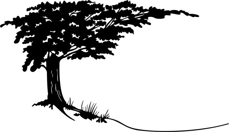 Cypress tree clipart 